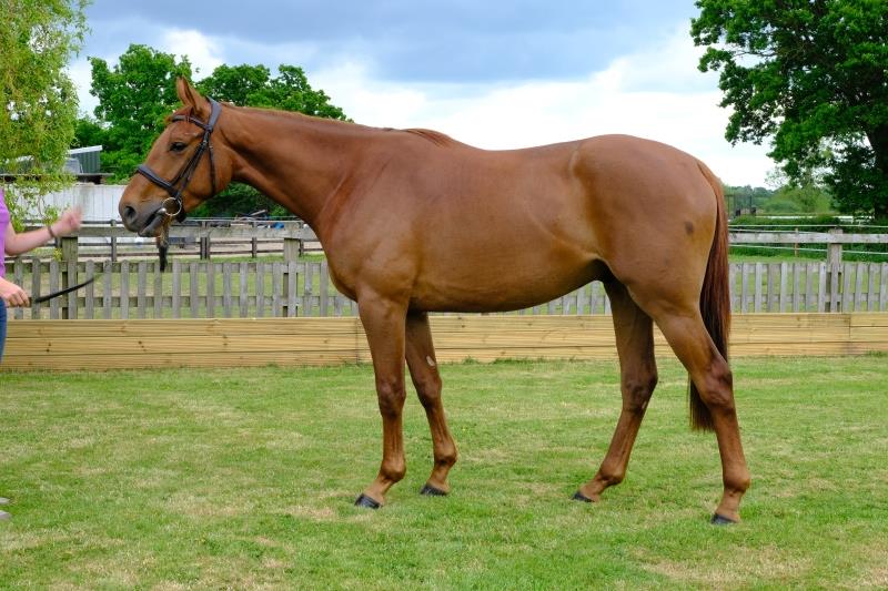 3 year old gelding by Schiaparelli out of Bisaat .. For sale