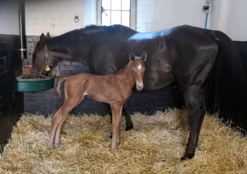Born at 1.30am  yesterday. John Perriss's colt foal by Jack Hobbs out of his good race mare Mollys A Diva