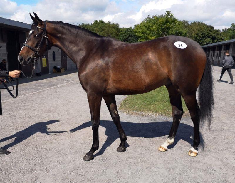 Lot 25 - Gerard Mentor (FR) a 3 year old gelding by Policy Maker