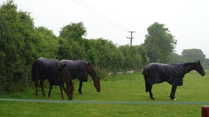 Shinobi, Aliandy and The Bull Mccabe all rugged up against the bloody awful weather..