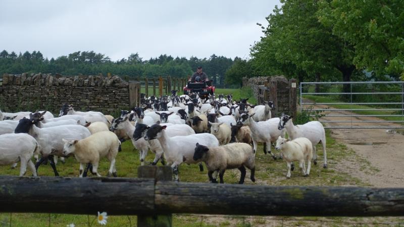 Gordon moving his sheep