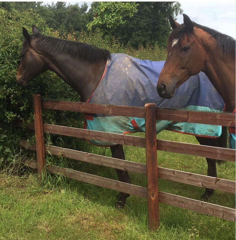 Minella Warrior and Charbel enjoying their holiday with David and Julie Martin