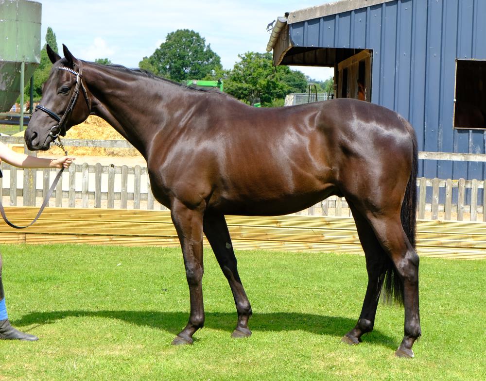 Phil and Gill Andrews's 3 year old Gelding by Noroit (GER) x Visiorienne (FR)