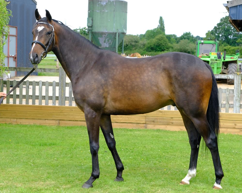Gerard Mentor (FR).. a 3 year old gelding by Policy Maker x Trephine du Sulon (FR).. For Sale
