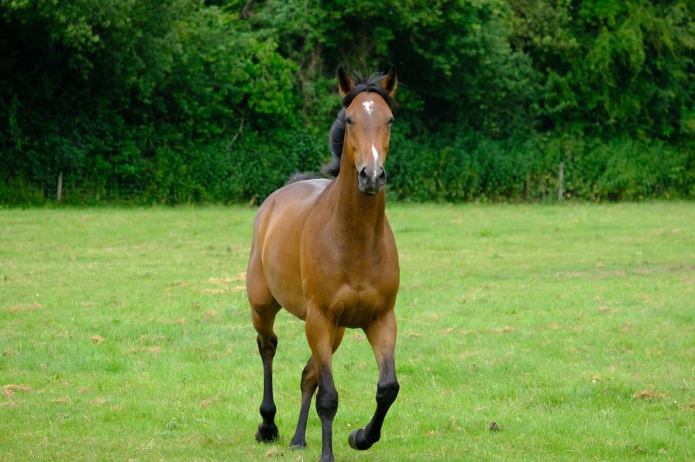 3 year old gelding by Valirann (FR) x Broken Thought ..For sale