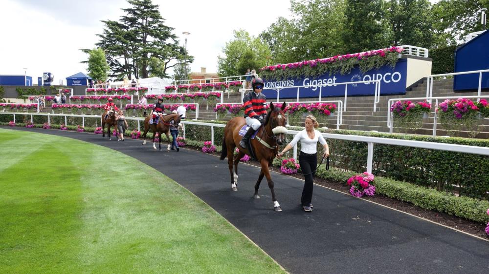 In the paddock pony racing at Ascot on Saturday