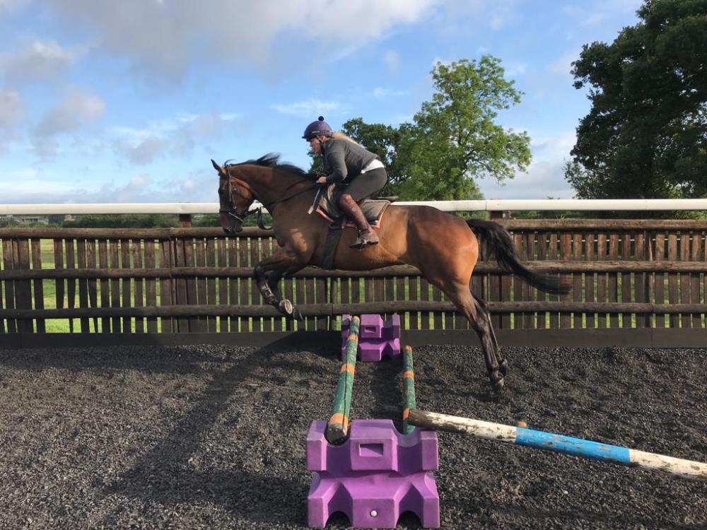 3 year old gelding by Yeats x Gold Strike.. Jumping