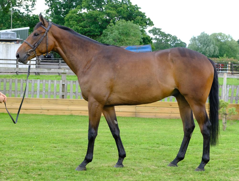 3 year old gelding by Yeats x Gold Strike.. For sale