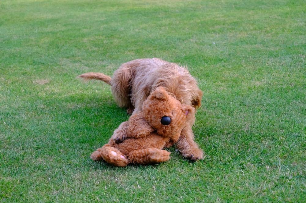 dougie loves playing with his teddy!!