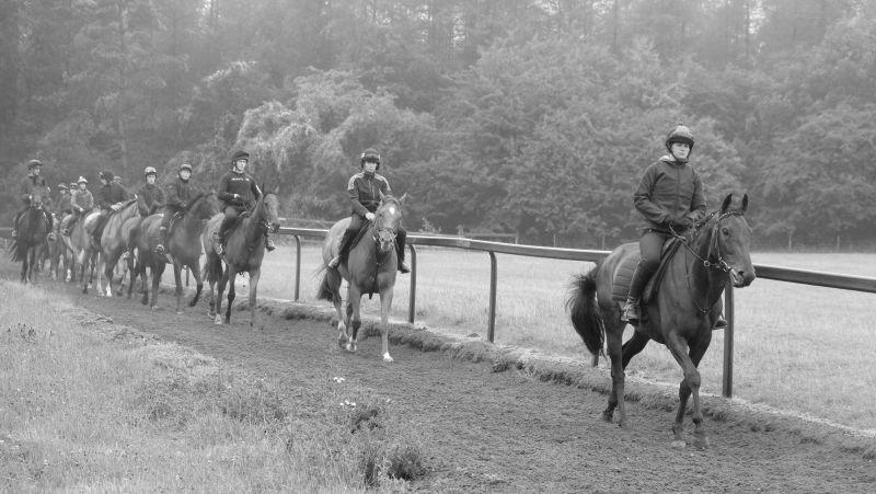 Amazing D'azy leadin the horses down the gallops after their canter	