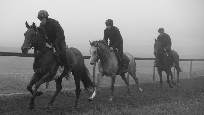 	Flemensfirth gelding leading the Kayf Tara and Grahame and Diana Whateley's Milan gelding	