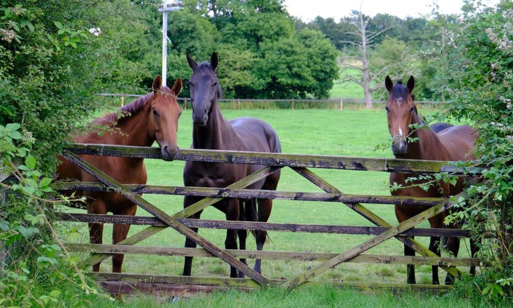 The 3 year olds by Schiaparelli, Sageburgh and Valirann looking over the gate 