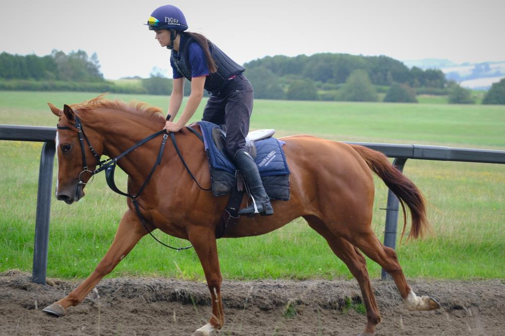 3 year filly by Schiaparelli out of Miniture Rose