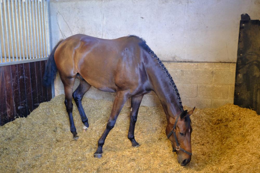 Guerlain Bellevue making himself at home during evening stables last night