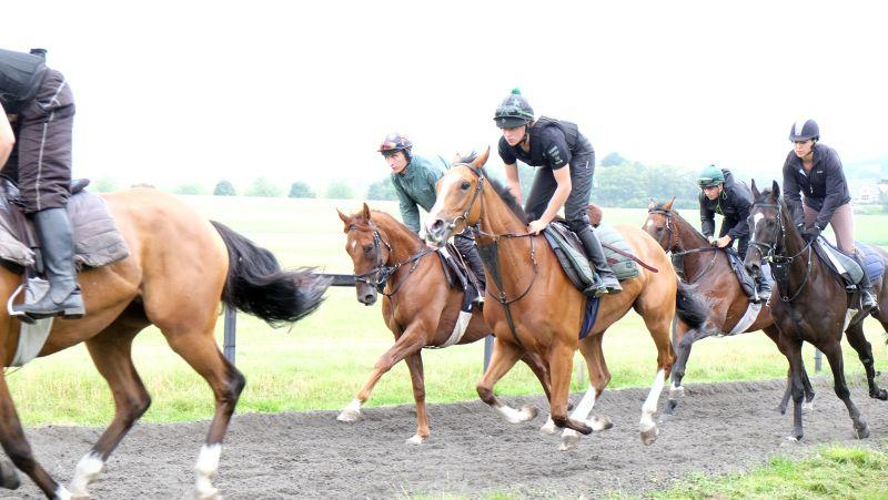 Abbreviate, Gold Man and Net Work Rouge cantering