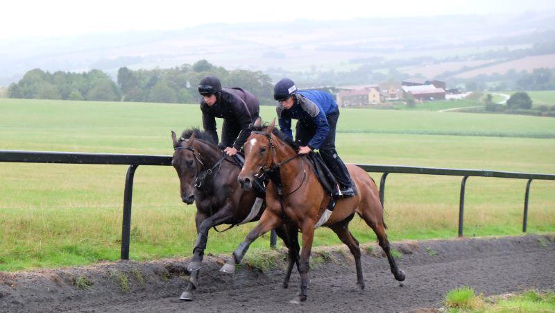 Amazing D'Azy and Bonne Fee working