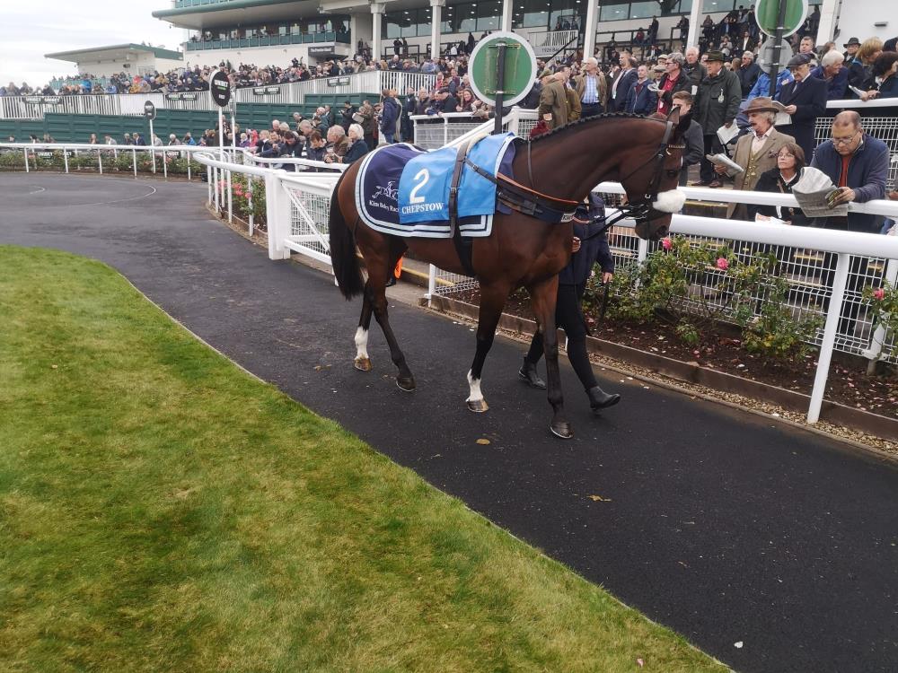Charbel looking magnificent in the parade ring at Chepstow
