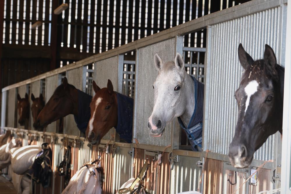 From the right.. Happygolucky, Silver Kayf, Inca Rose