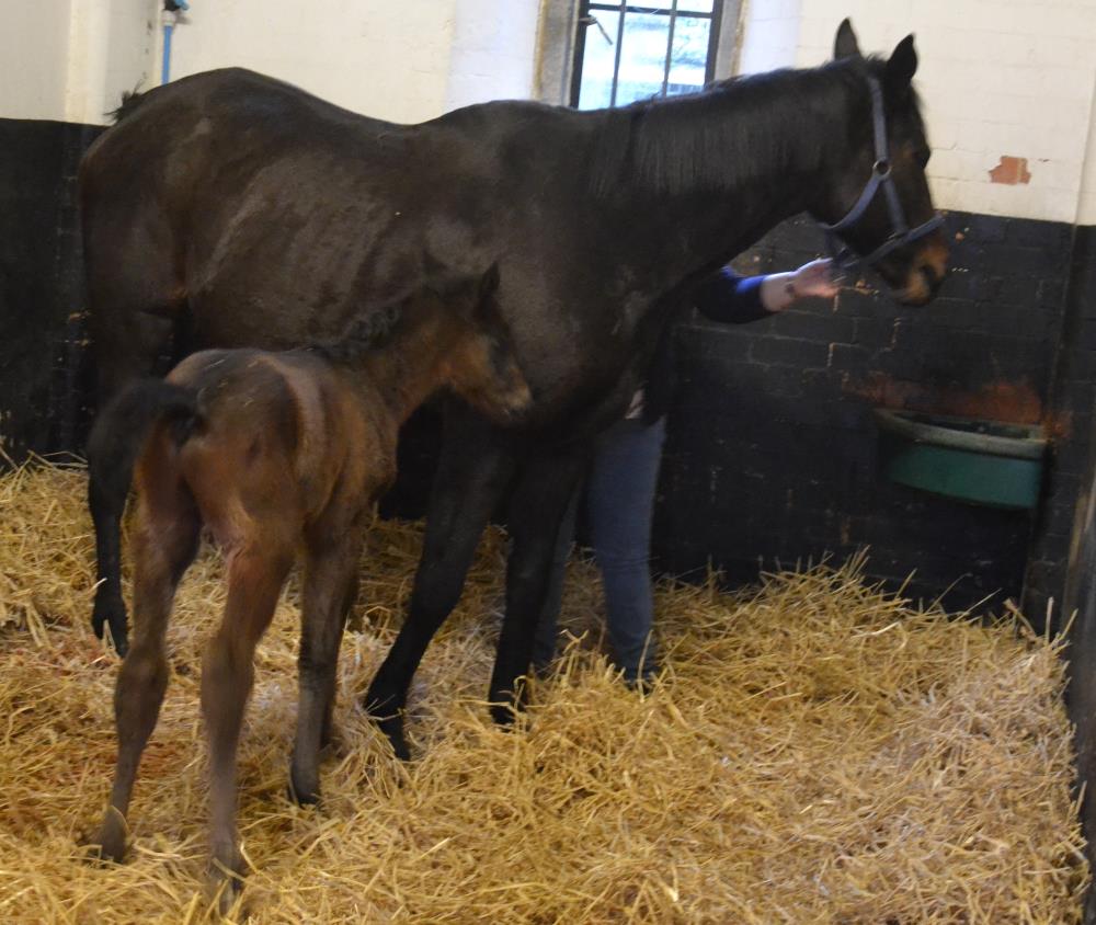 Elizabeth Kellar's mare Faerie Reel  with her fine big colt foal by Passing Glance. 
