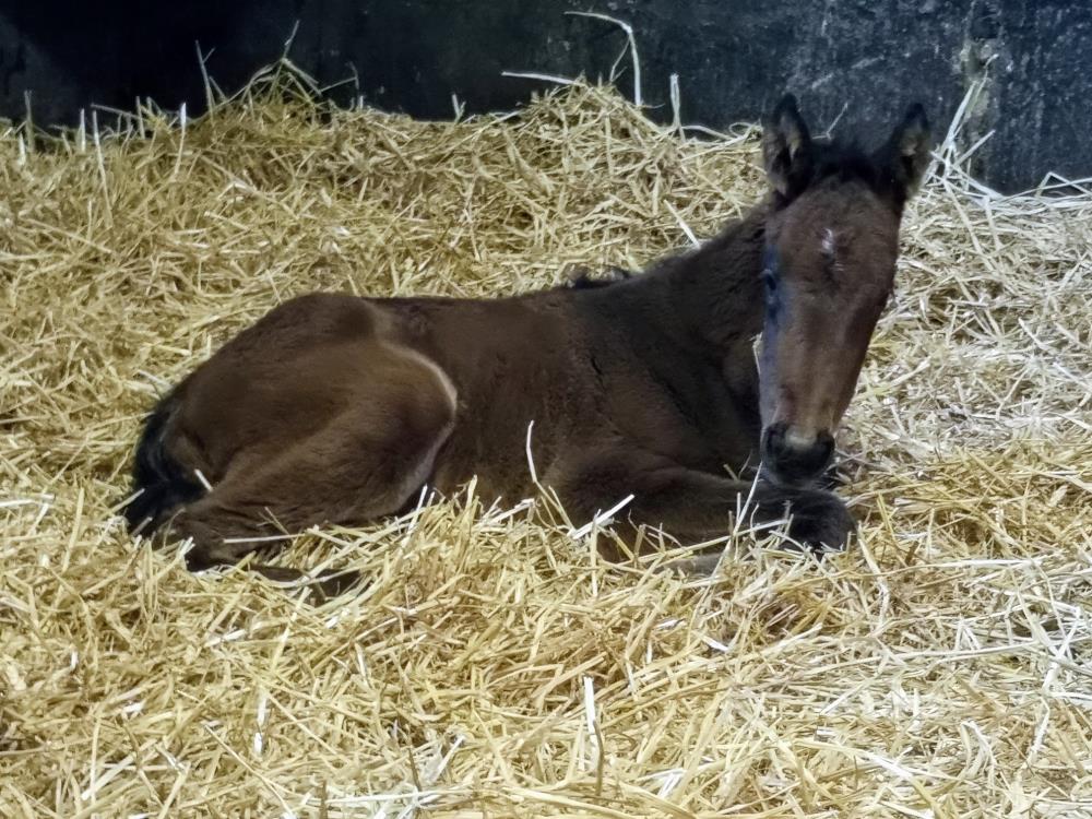 John Perriss's filly foal by Passing Glance out of Even Flo.. Two days old..