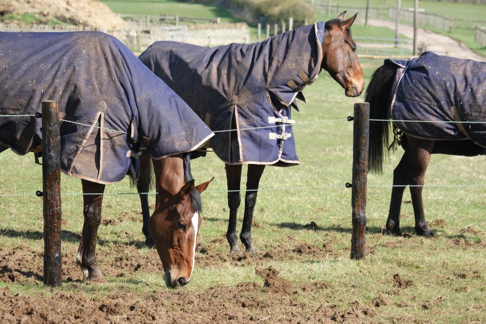 Naughty.. ICE and Cotte..Their rugs protect them from getting an electric shock.. who said horses were stupid?