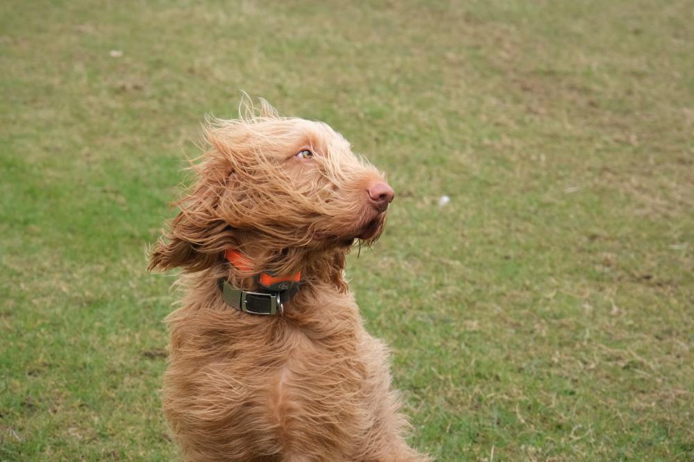 Dougie in the wind..