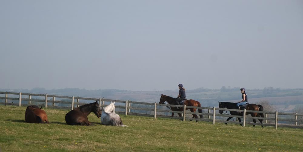 Returning .. Three lazy horses on holidays watching those still at work!