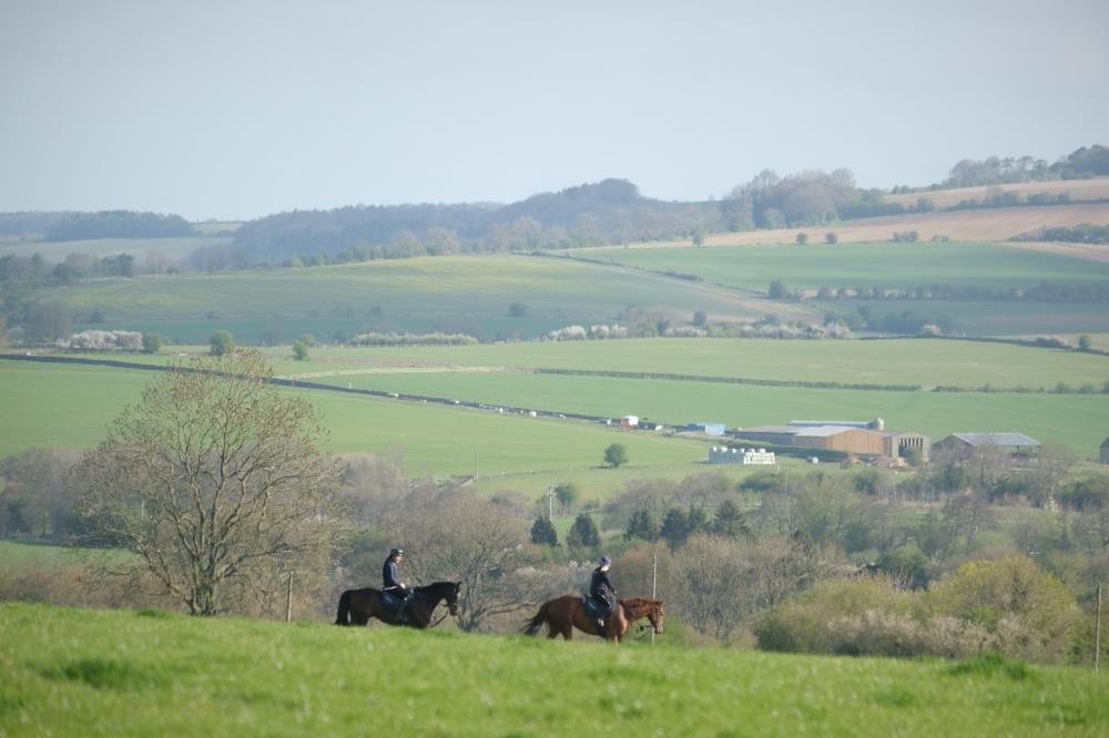 Walking to the gallops