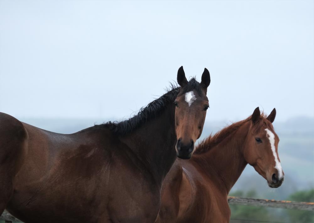 Sea Story and Miniature Rose 4 year old filly far side 