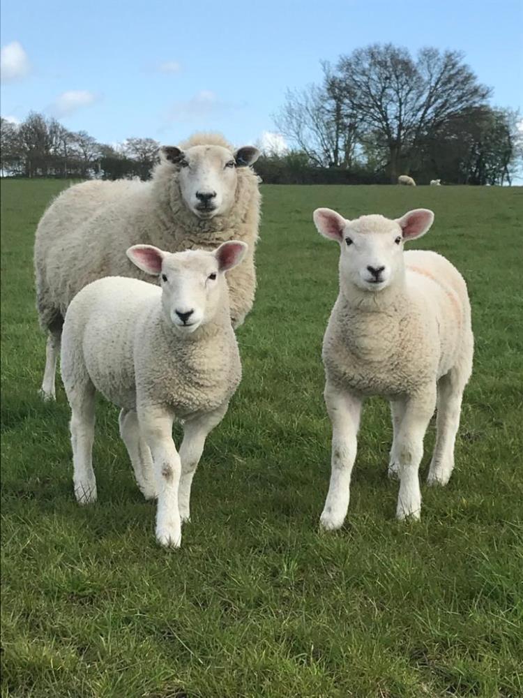 His pedigree Lleyn ewe and lambs.