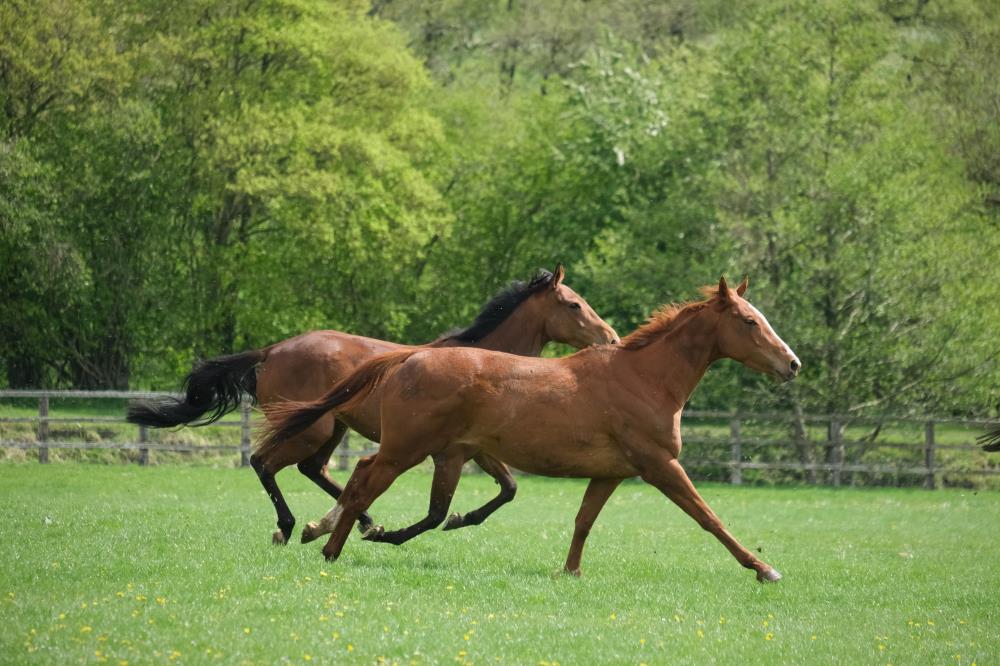 Subway Surf and Schiaparelli out of Miniature Rose filly