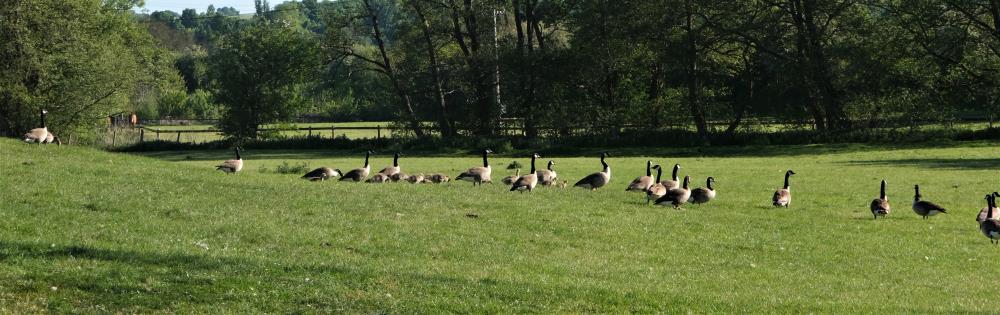 The geese last night in the horses fields..
