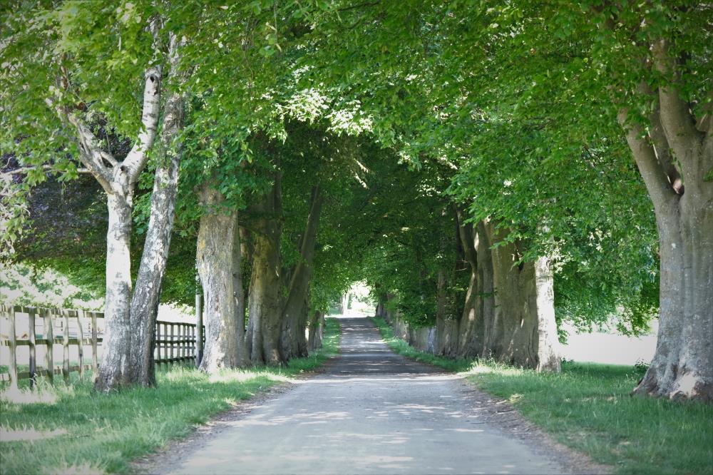 The stunning drive at Owdeswell Manor where the horses are on holiday
