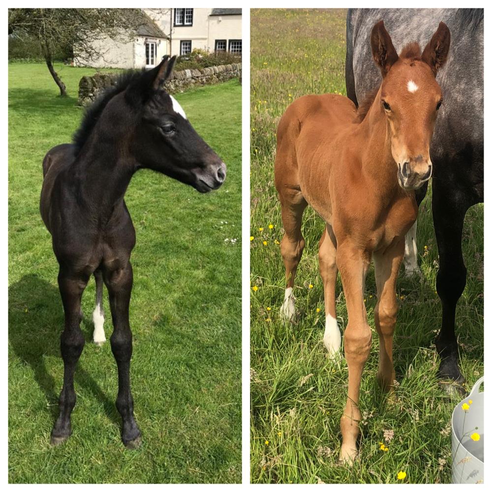This years foals