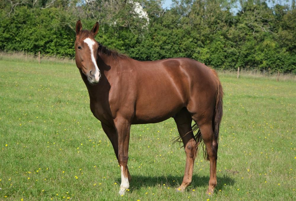 The 3 year old gelding by Sir Percy out of Saltpetre.. For Sale