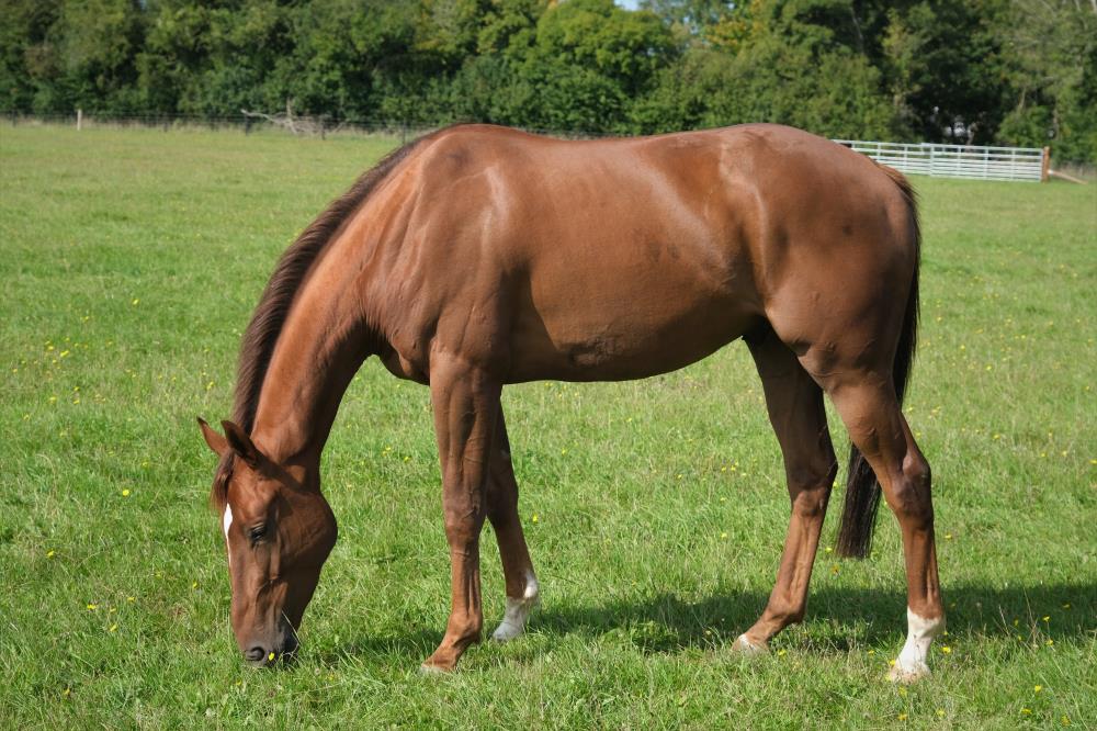 The 3 year old gelding by Norse Dancer.. For Sale