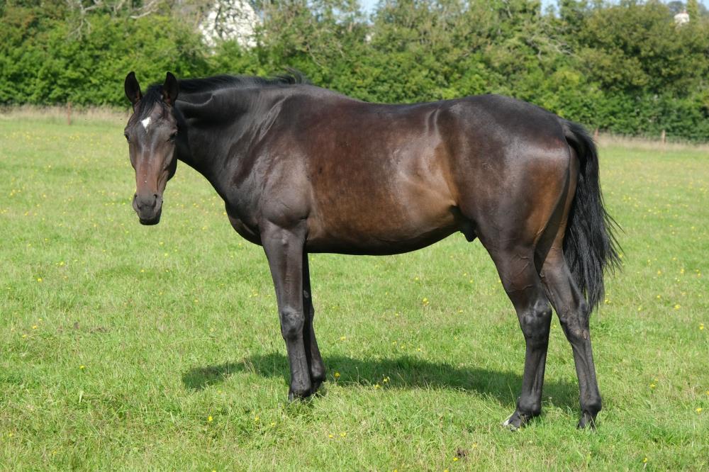 The 3 year old  gelding by Telescope out of Fragrant Rose.. For Sale