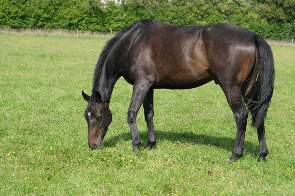 The 3 year old  gelding by Telescope out of Fragrant Rose.. For Sale