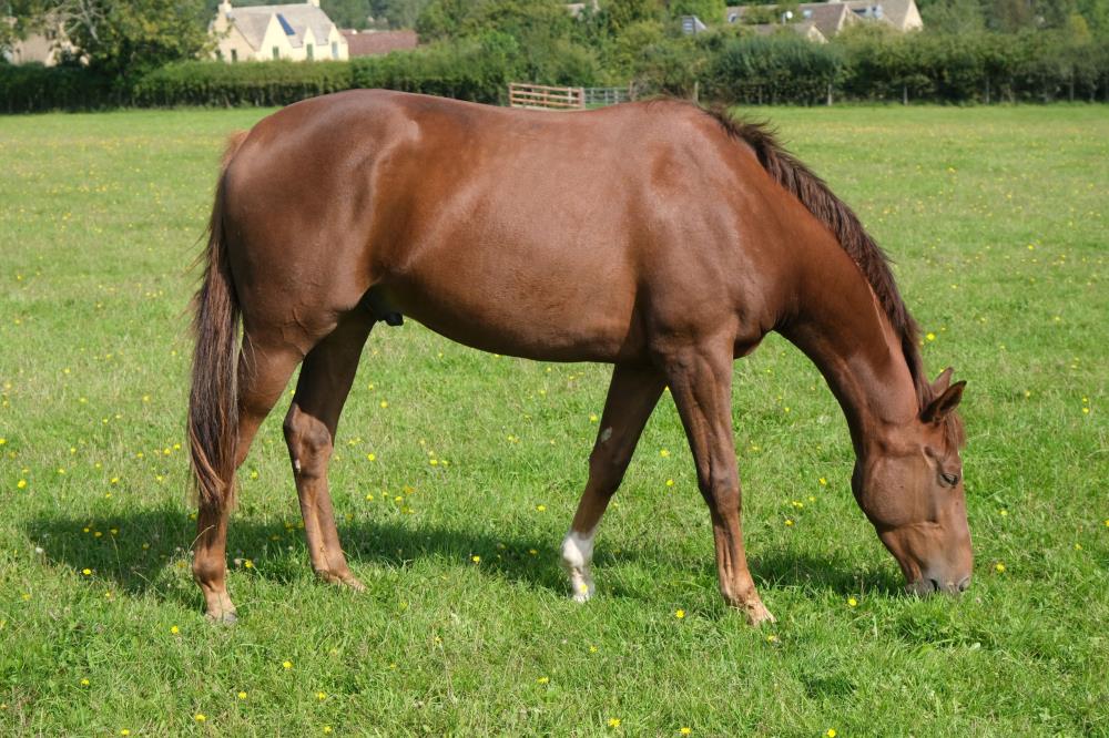 The 3 year old gelding by Sir Percy out of Saltpetre.. For Sale 