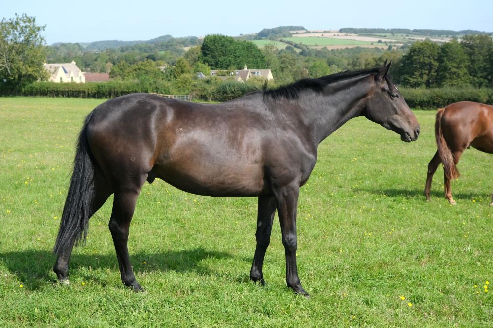 The 3 year old gelding by Telescope out of Fragrant Rose.. For Sale 