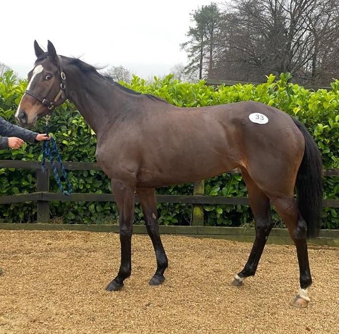 Glancing Glory bought at Goffs on Thursday.. This winning Irish pioint filly is for sale
