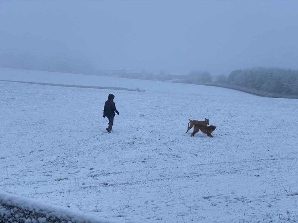 Bert and Dougie love a bit of snow..
