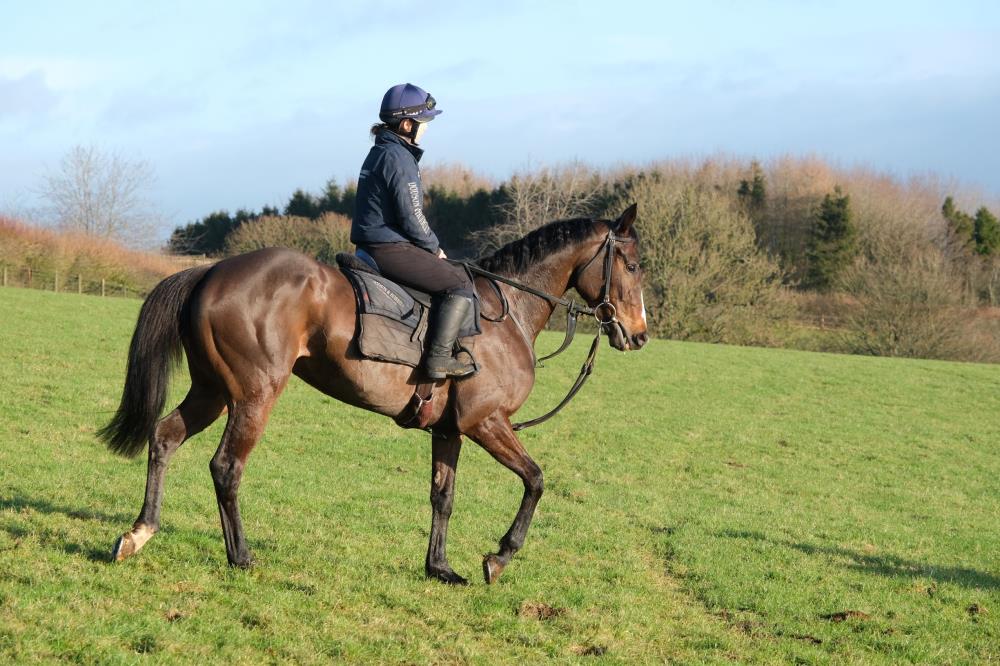 Irish point to point winning mare Glancing Glory.. For Sale