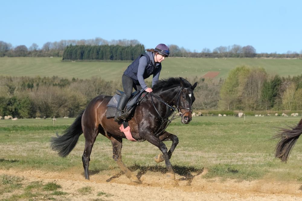 The Telescope gelding out of Fragrante Rose.. For Sale