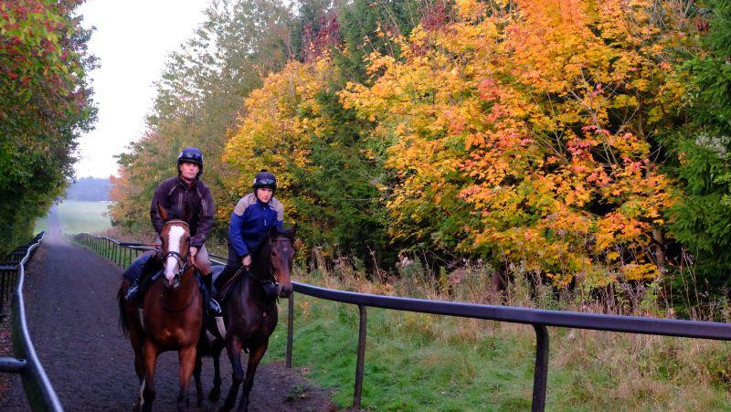 Taras raibow and Viaduct Jack trotting down the gallop after jumping.. stunning trees!!