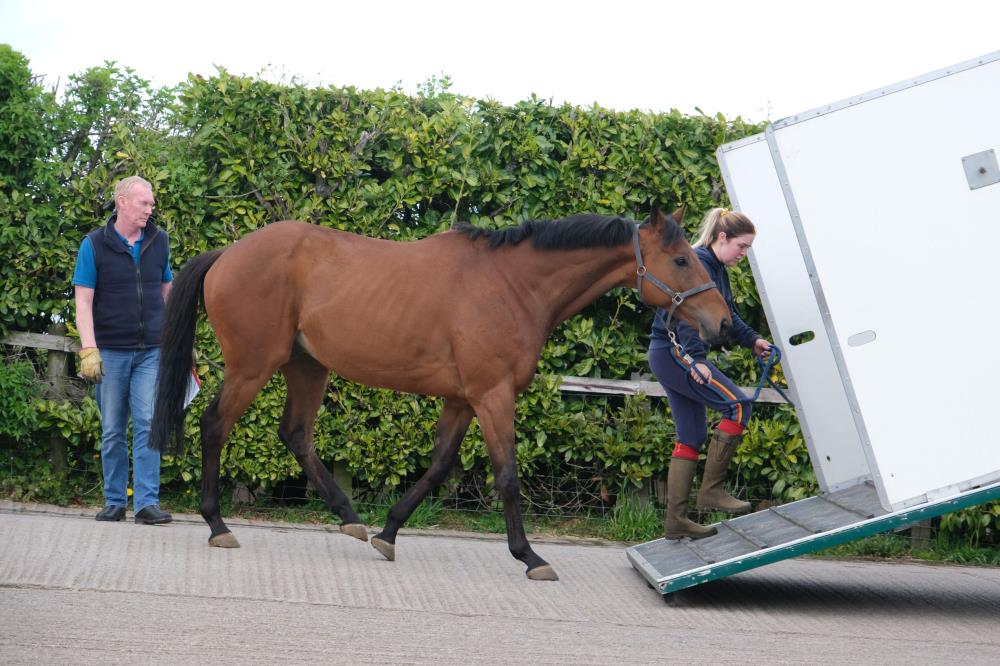 Imperial Aura heading back to Ireland for his summer holiday