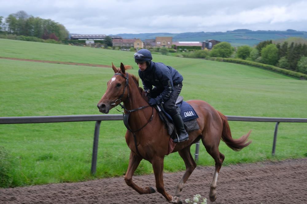 First day on the gallops for Phantom Getaway.. For sale..
