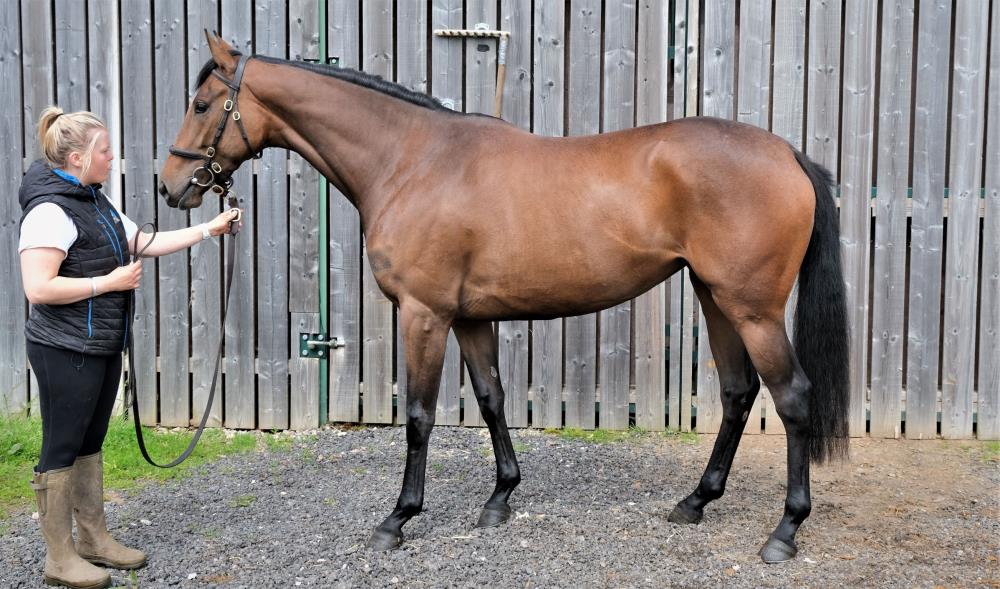 Keith and Liz Ellis's homebred Lot 2...3 year old filly by Kayf Tara (GB) x Amazing d'Azy