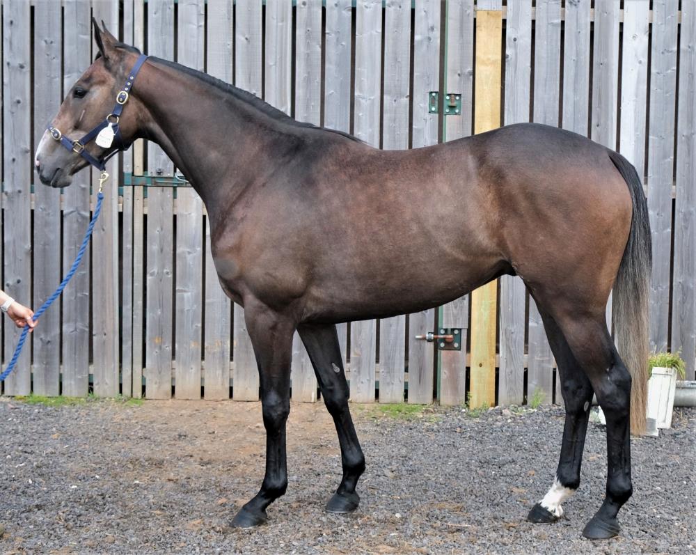 Lot 9 - 3 year old gelding by  Cloudings (IRE) x Another Gaye (IRE).