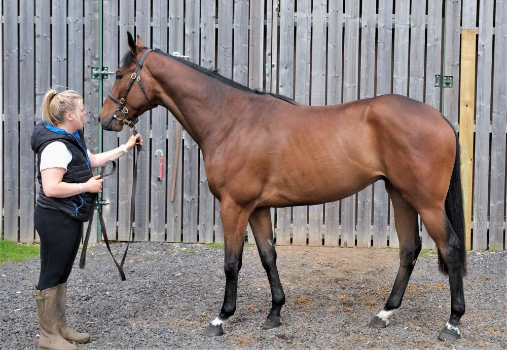 Lot 213 - 3 year old gelding by Spanish Moon (USA) x Porquerollaise (FR).. For Sale..